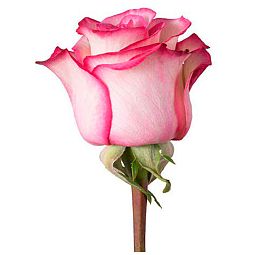Роза (Эквадор) Carrousel 90 см Кремовая с розовой каймой поштучно