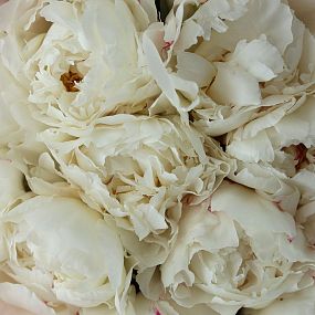Букет из 15 белых пионов Kelway`s Glorious Premium