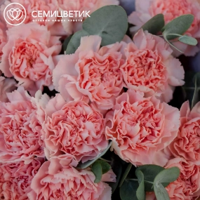 Букет из 15 розовых гвоздик с эвкалиптом в кремовой пленке