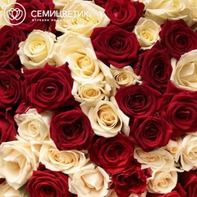 Букет из 101 красной и белой розы 35-40 см (Россия) в голубой пленке
