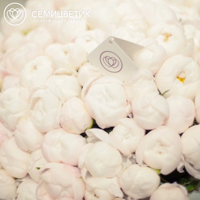 Букет из 101 белого пиона Standart в зеленой пленке