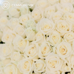 Букет из 101 белой розы 40 см (Россия) в кремовой пленке