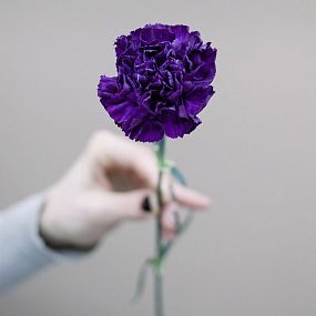 Гвоздика Одноголовая Голландия Фиолетовая поштучно
