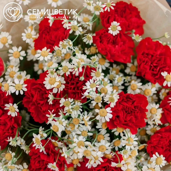 Букет из 15 красных гвоздик и 7 матрикарий в кремовой пленке