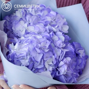 Букет из 3 фиолетовых гортензий в голубой пленке