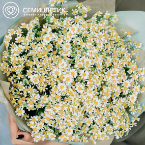 Букет из 51 матрикарии в голубой пленке