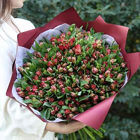 Шикарный букет  из 51 красной альстромерии