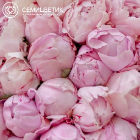 Букет из 51 розового пиона Premium в розовой пленке