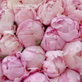 Букет из 51 розового пиона Premium в розовой пленке