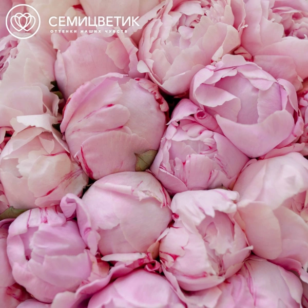 Букет из 51 розового пиона Premium в розовой пленке