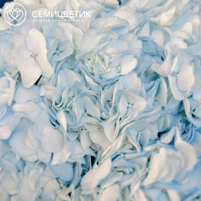 Букет из 7 голубых гортензий в белой пленке