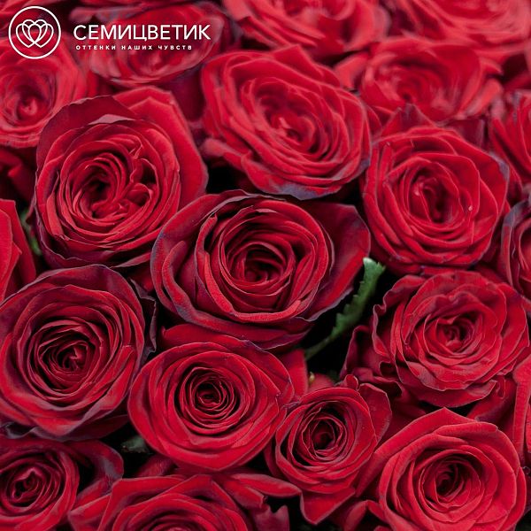 Букет из 51 красная роза 70 см (Россия)