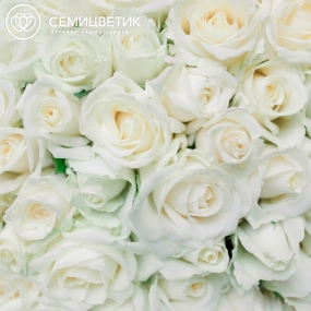 Букет из 151 белой розы 35-40 см (Россия) в голубой пленке