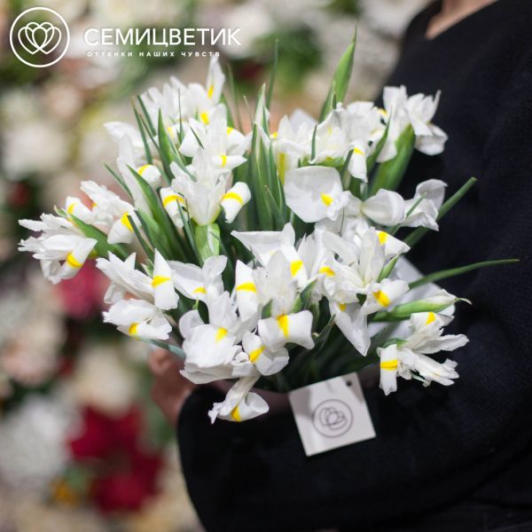 Букет из 15 белых ирисов