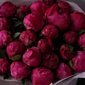 Букет из 25 ярко-розовых пионов Red Sarah Bernhardt Premium