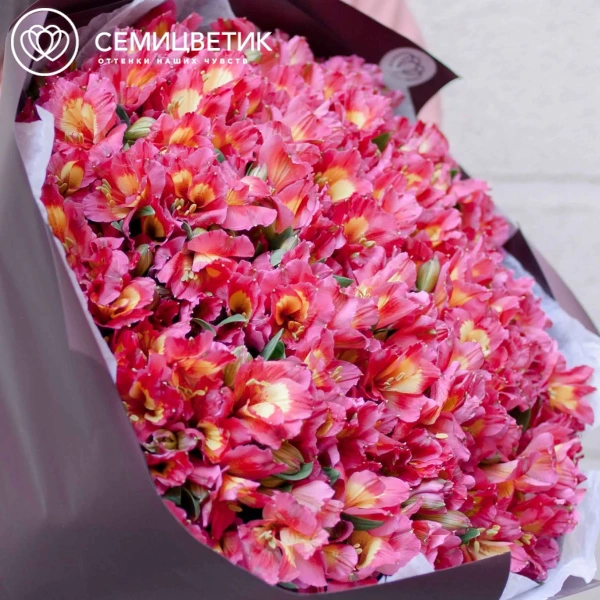 Букет из 51 альстромерии в розовых тонах в бордовой пленке
