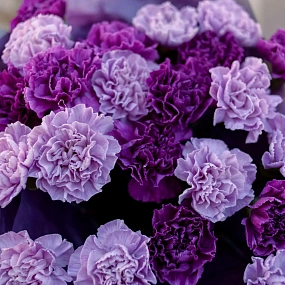 Монобукет  из 25 сиреневых (лунных) и фиолетовых гвоздик в голубой пленке