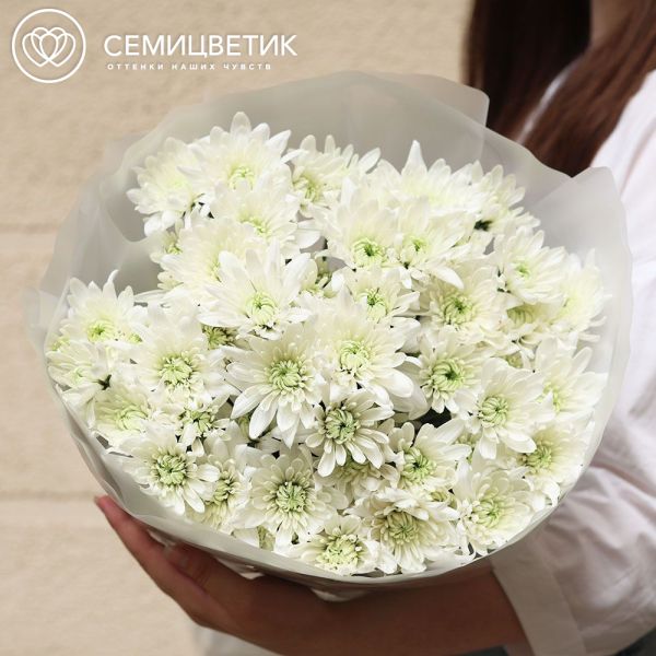 Букет из 11 белых кустовых хризантем в матовой круглой упаковке