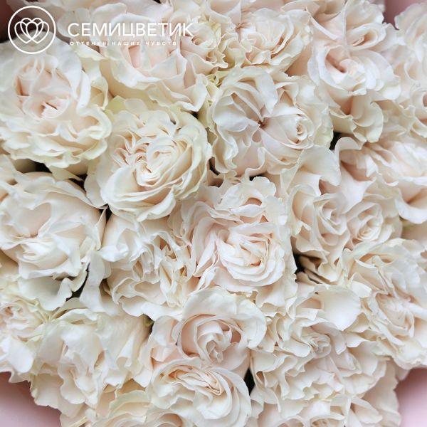 Букет из 25 нежно-розовых пионовидных роз Cotton-Expression (Эквадор) 50 см в розовой упаковке