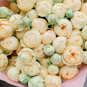 Букет из 25 кремовых кустовых пионовидных роз 70 см (Россия) в розовой пленке