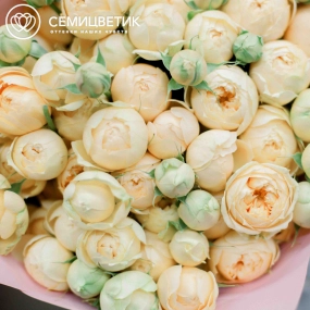 Букет из 25 кремовых кустовых пионовидных роз 70 см (Россия) в розовой пленке