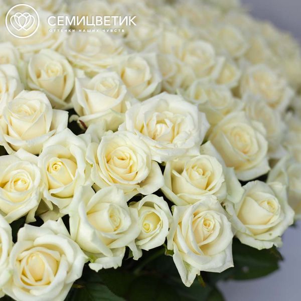 Композиция из 151 белой розы (Россия) в корзине