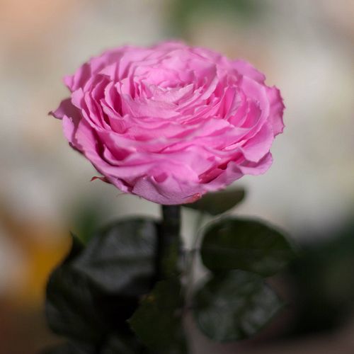 Розовая роза в колбе 31 см