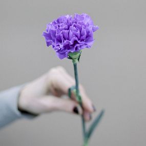 Гвоздика Одноголовая Сиреневая (Лунная) поштучно