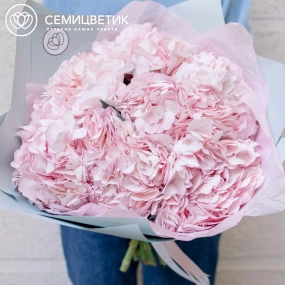 Букет из 7 розовых гортензий в голубой пленке