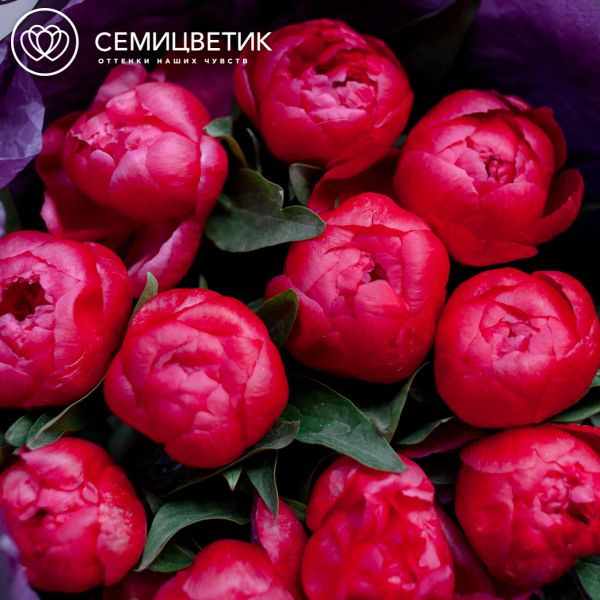 Букет из 11 коралловых пионов Coral Sunset Standart