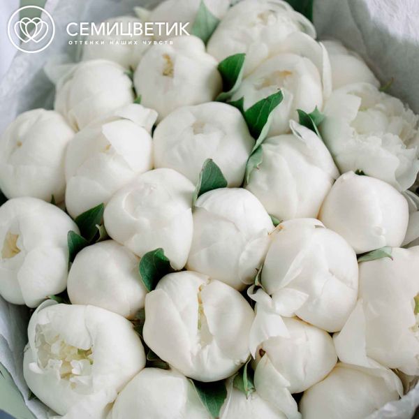 Букет из 25 белых пионов Premium