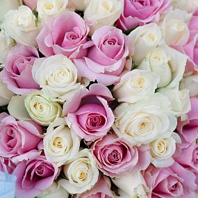 Букет из 101 белой и розовой розы 40 см (Россия)