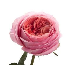 Роза пионовидная 50 см Romantic Antike Лососевая поштучно