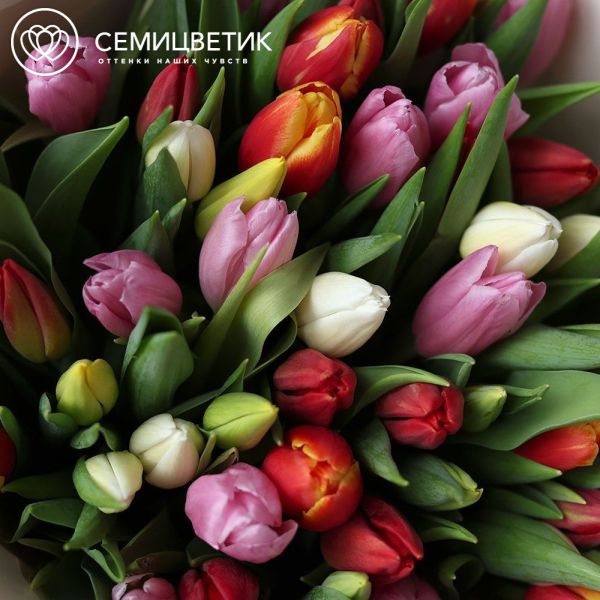 Букет из 51 тюльпана микс