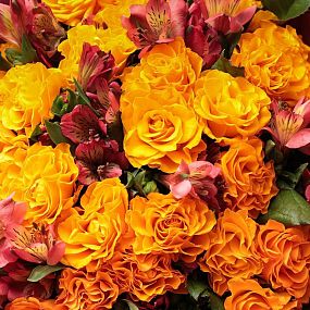 Букет из 26 оранжевых роз 35-40 см (Россия) и 7 красных альстромерий