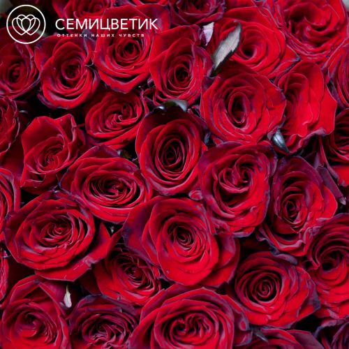 Букет из 51 красной с темной каймой розы (Россия) 60 см