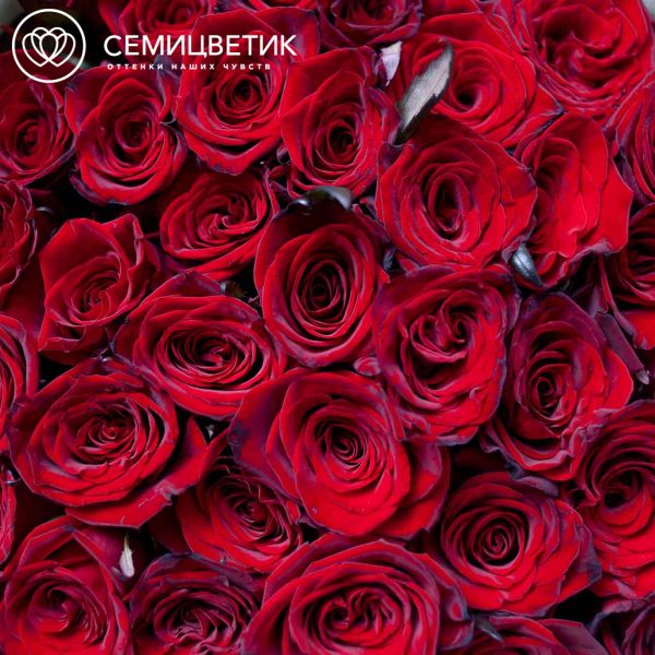 Букет из 51 красной с темной каймой розы Магия 60 см (Россия)