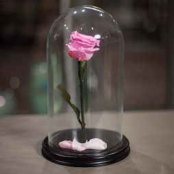 Светло-розовая роза в колбе 28 см
