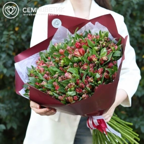 Букет из 51 красной альстромерии в бордовой пленке