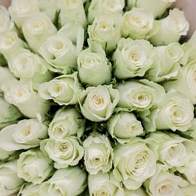 Букет из 51 белой розы 40 см (Кения) в розовой пленке