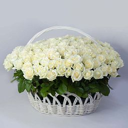 Композиция из 151 белой розы (Россия) в корзине
