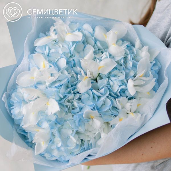 Букет из 3 голубых гортензий и 10 белых ирисов