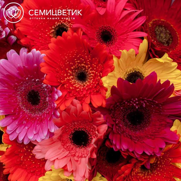 Букет из 25 гербер микс