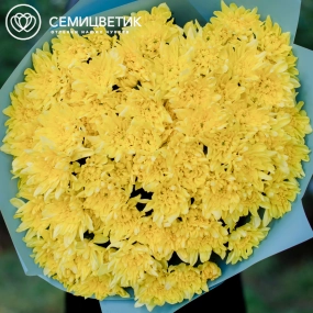 Букет из 15 желтых кустовых хризантем в голубой пленке