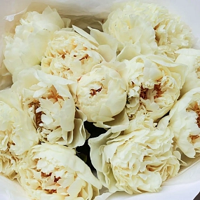Букет из 11 лимонных пионов Lemon Chiffon Premium в белой пленке