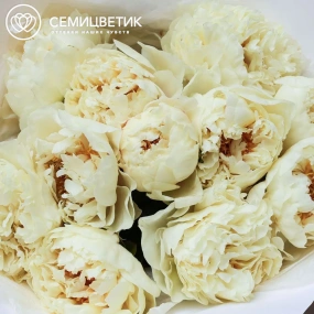 Букет из 11 лимонных пионов Lemon Chiffon Premium в белой пленке