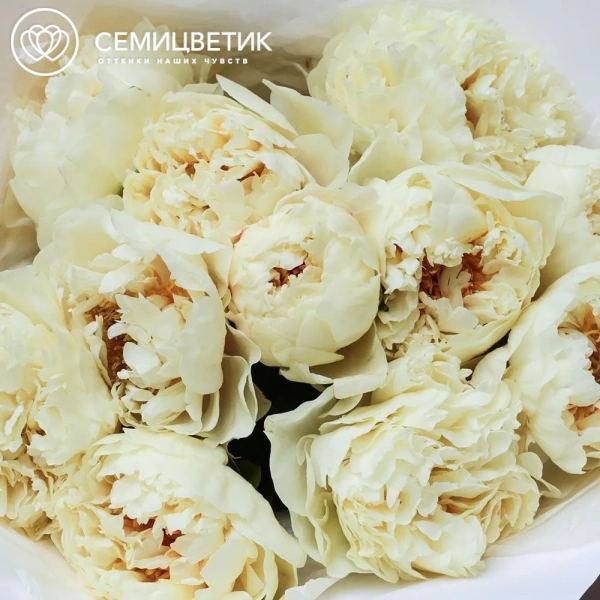 Букет из 11 лимонных пионов Lemon Chiffon Premium в белой пленке