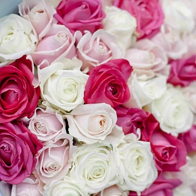 Букет из 51 белой, малиновой и нежно-розовой розы 70 см (Россия) в голубой пленке