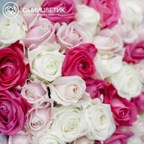 Букет из 51 белой, малиновой и нежно-розовой розы 70 см (Россия) в голубой пленке