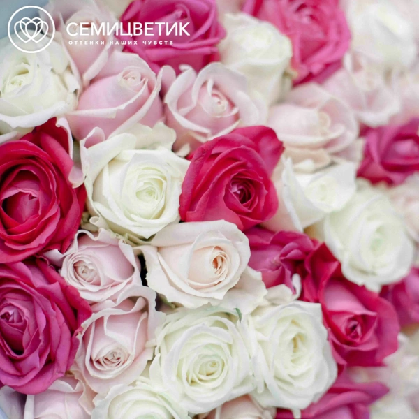 Букет из 51 белой, малиновой и нежно-розовой розы 70 см (Россия) в голубой пленке